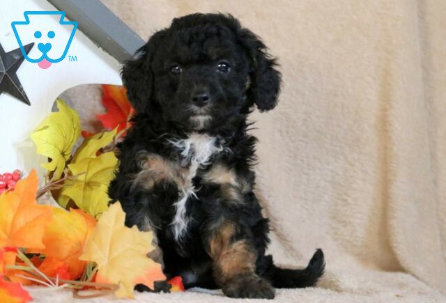 Dustin Cavapoo image