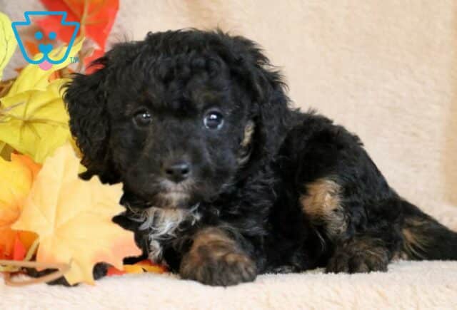 Dustin Cavapoo2 image