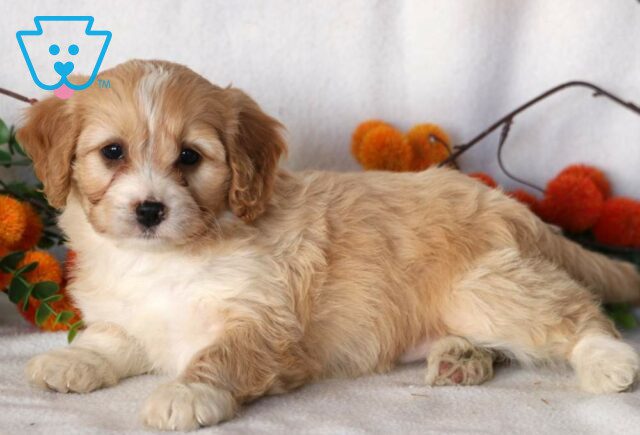 Faith Cavapoo image