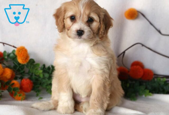 Faith Cavapoo2 image