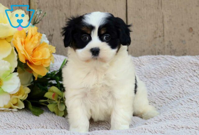 Fern Havanese Mix image