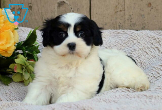Fern Havanese Mix2 image