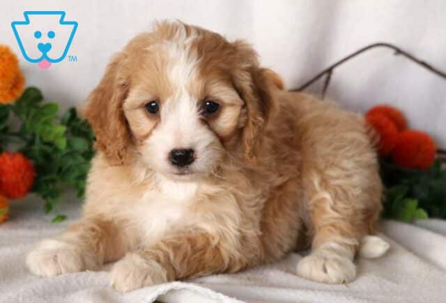 Fondo Cavapoo image