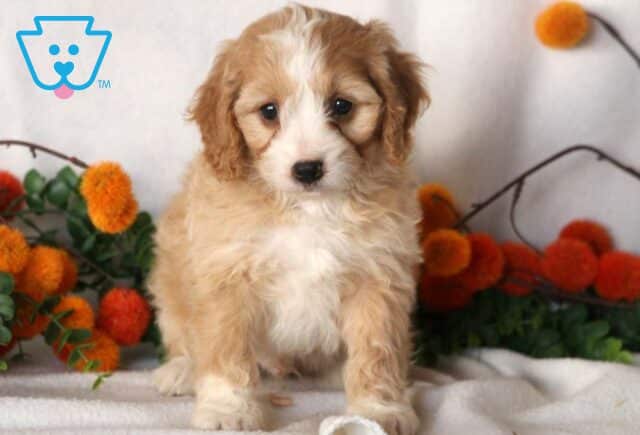 Fondo Cavapoo2 image