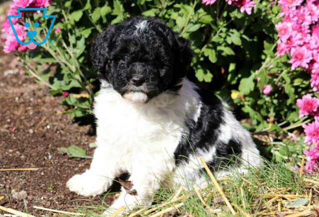 Gabby Mini Poodle image