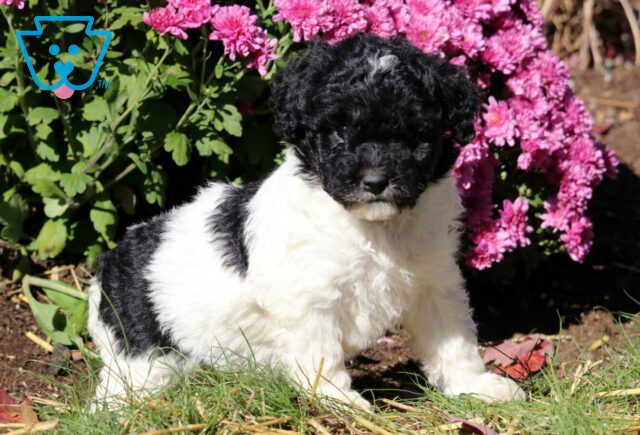 Gabby Mini Poodle2 image