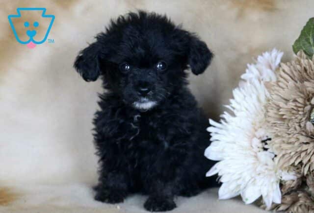Gia Mini Bernedoodle image