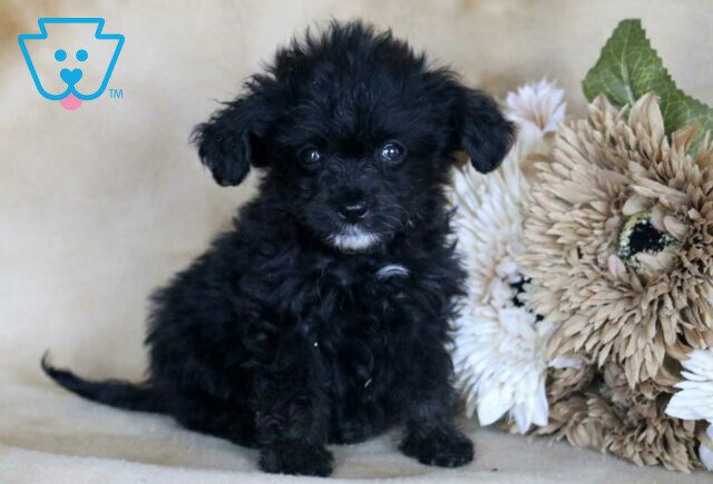 Gia Mini Bernedoodle2 image