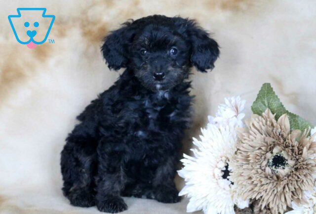 Ginger Mini Bernedoodle image