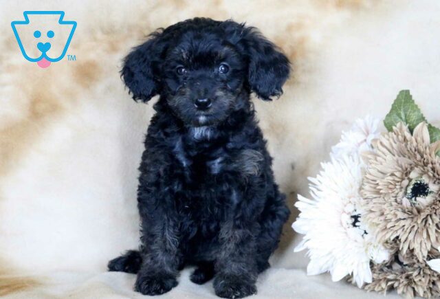 Ginger Mini Bernedoodle2 image