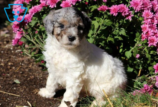 Gino Mini Poodle image
