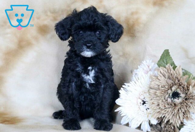 Girly Mini Bernedoodle image