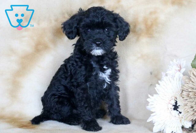 Girly Mini Bernedoodle2 image