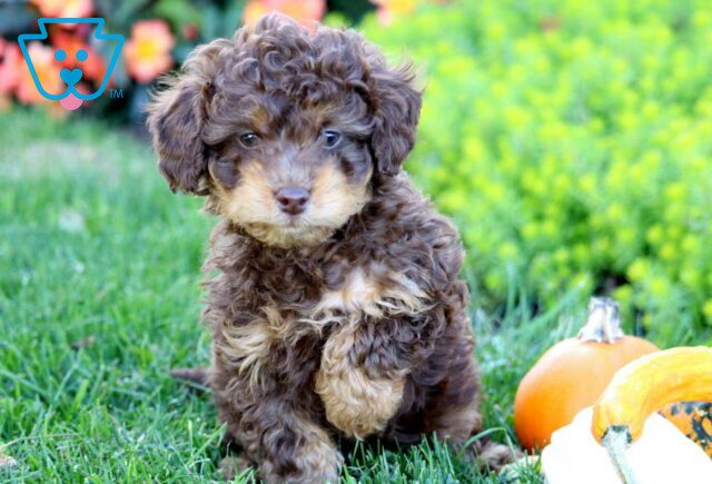 Harley Mini Poodle image