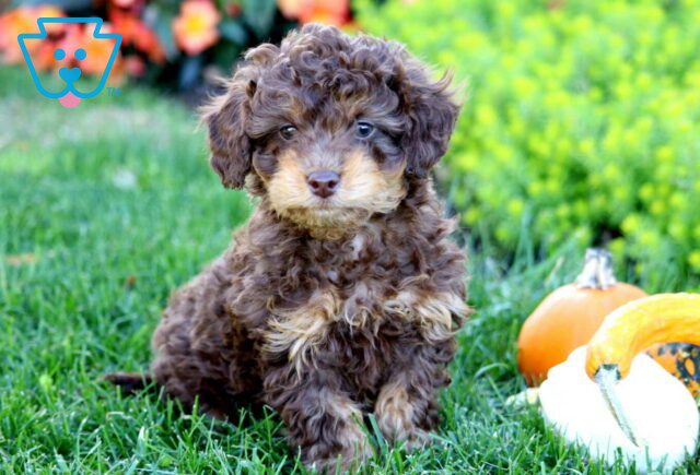 Harley Mini Poodle2 image