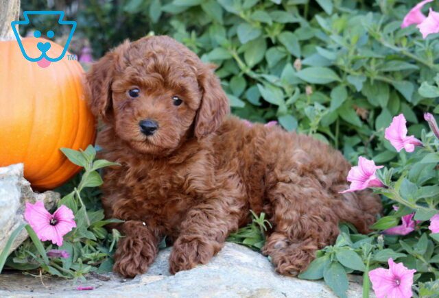 Harry Mini Poodle image