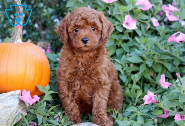 Harry Mini Poodle2 image