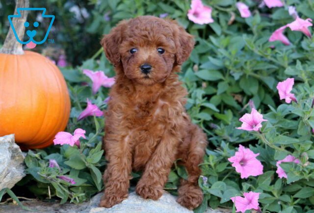 Hayven Mini Poodle image