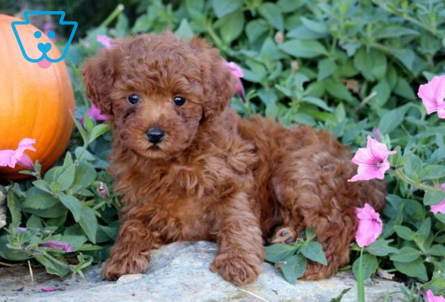 Hayven Mini Poodle2 image