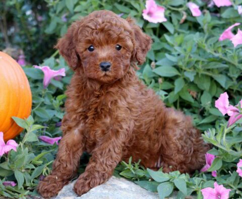 Miniature Poodle Puppies for Sale Keystone Puppies