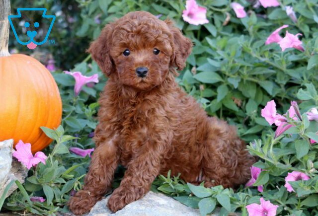 Hego Mini Poodle image