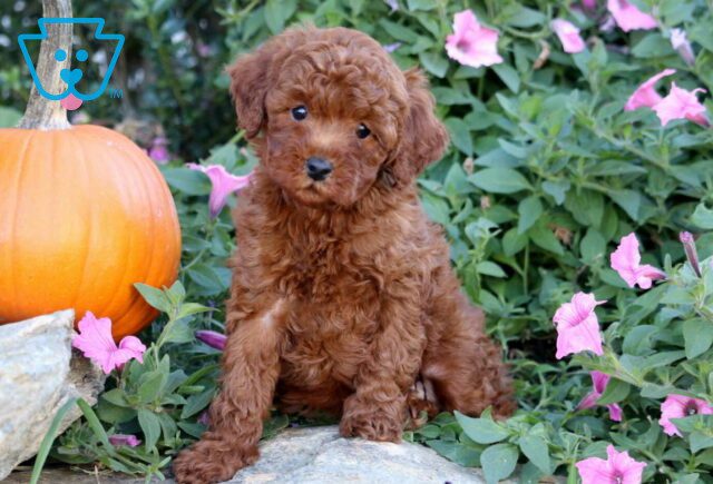 Hego Mini Poodle2 image