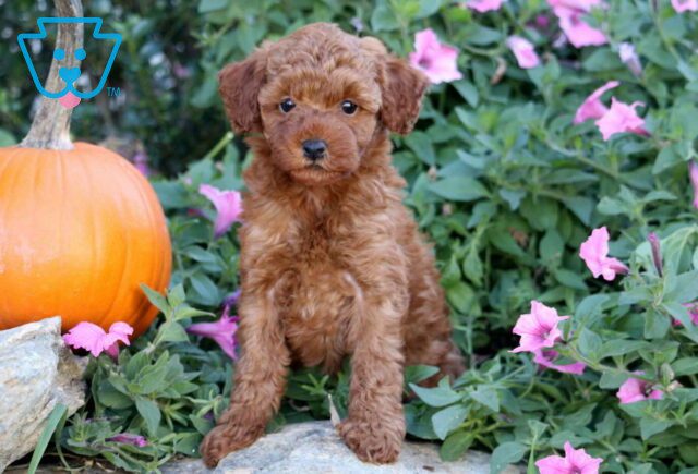 Hershey Mini Poodle image