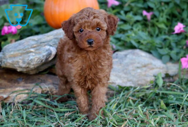 Hershey Mini Poodle2 image