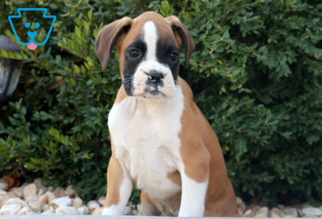 Hogan Boxer image