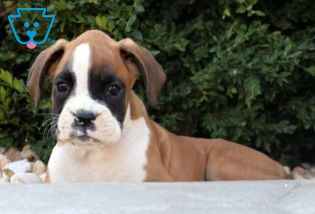 Hogan Boxer2 image