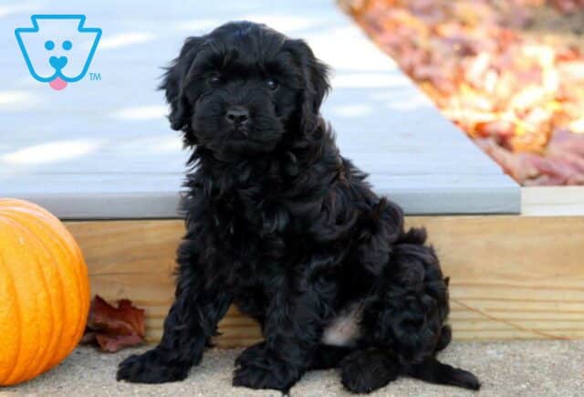 Ike Cavapoo image