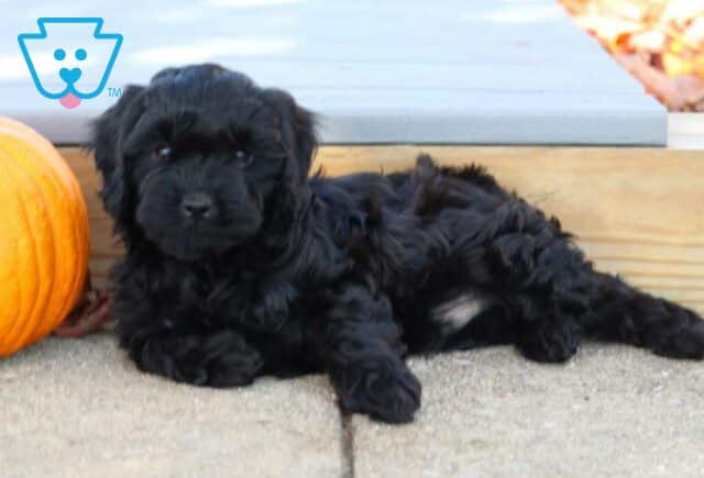 Ike Cavapoo2 image