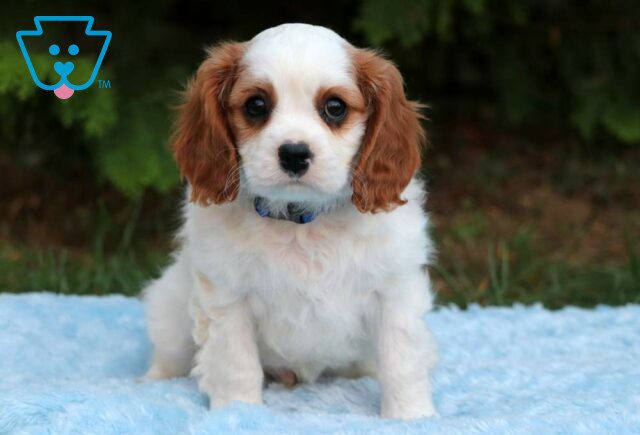 Jack Cavalier image