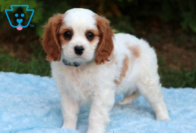Jack Cavalier2 image