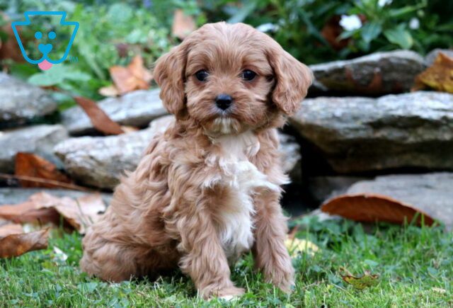 Jackson Cavapoo image