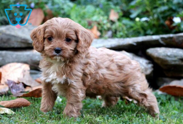 Jackson Cavapoo3 image