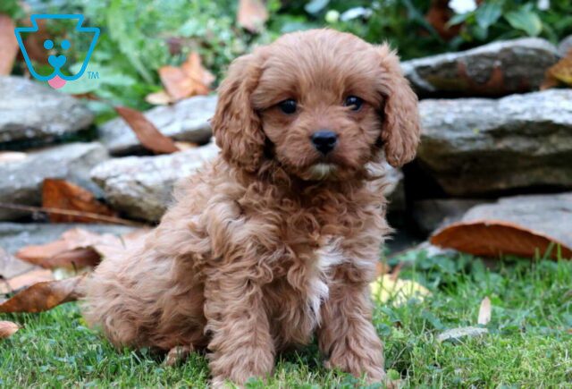 Joanna Cavapoo image