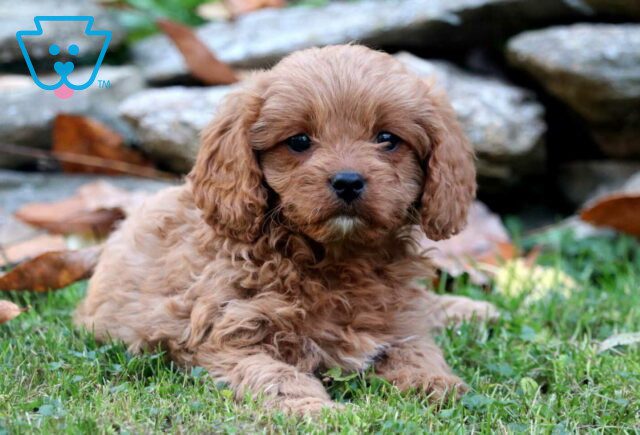 Joanna Cavapoo2 image