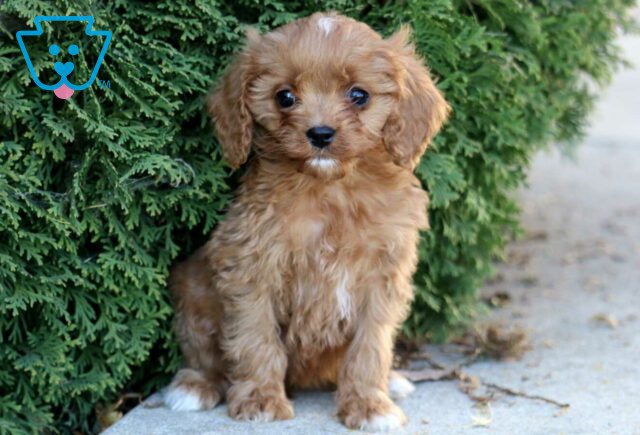 Kelsey Cavapoo image