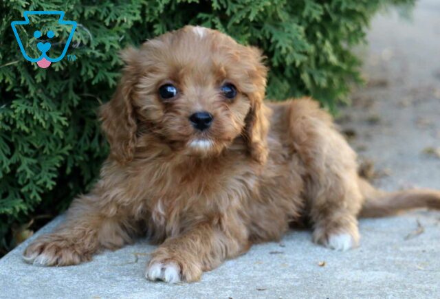 Kelsey Cavapoo2 image