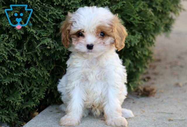 Kenith Cavapoo image