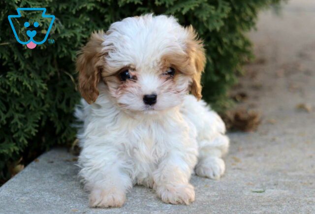 Kenith Cavapoo2 image