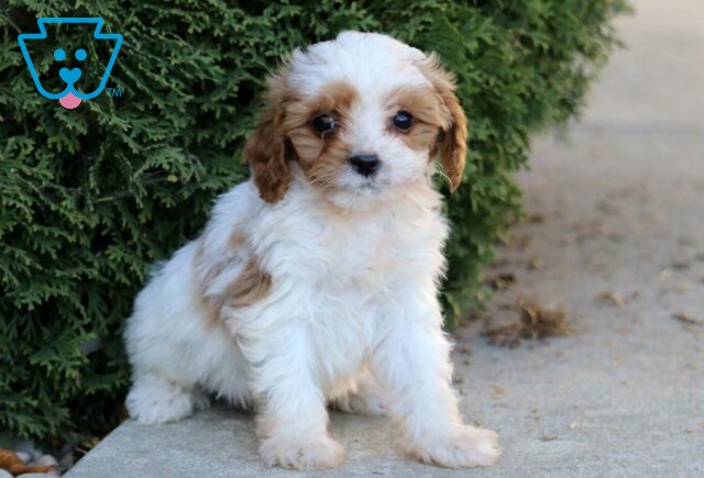 Kibble Cavapoo image
