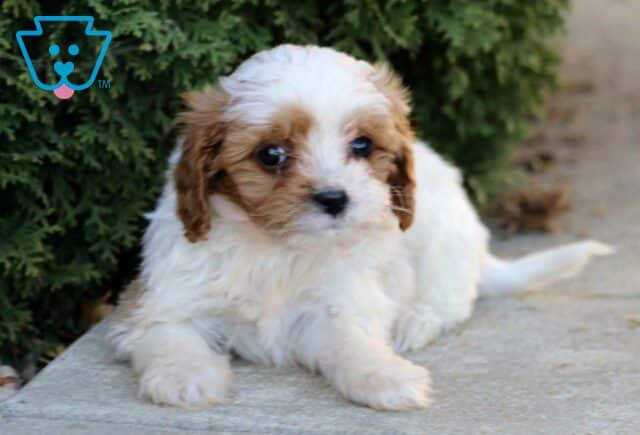 Kibble Cavapoo2 image