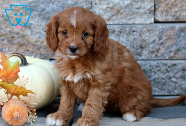 Lacey Cavapoo image
