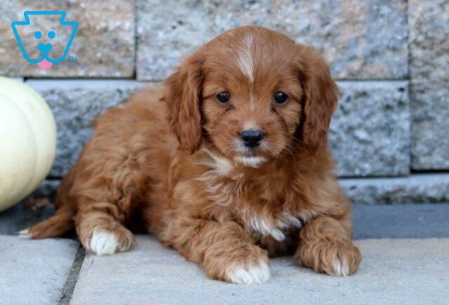Lacey Cavapoo2 image