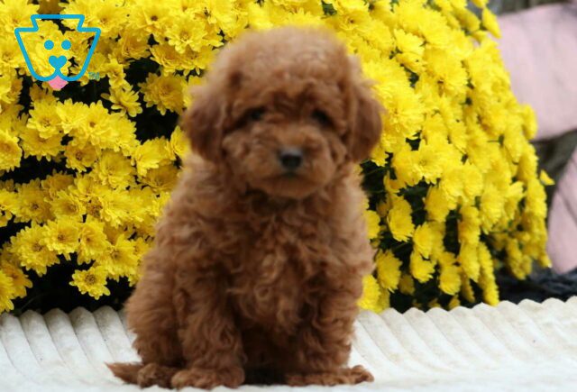 Lil Red Mini Poodle image