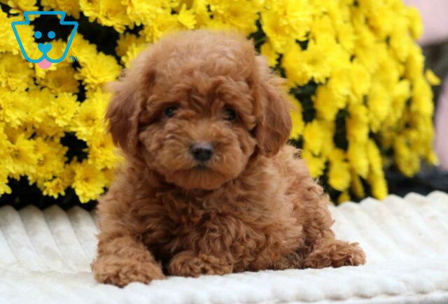 Lil Red Mini Poodle2 image