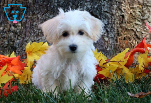 Lilly Mini Poodle image