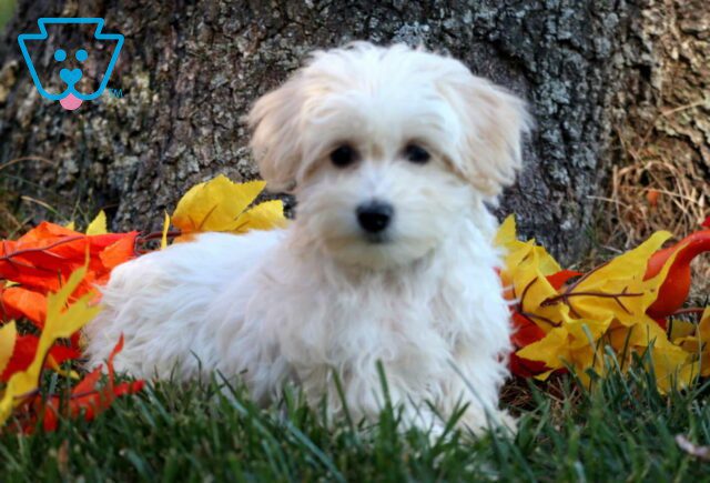 Lilly Mini Poodle2 image